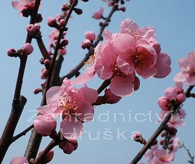 slivoň - Prunus cerasifera 'Nigra'