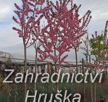 slivoň - Prunus cerasifera 'Nigra'