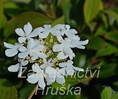 kalina - Viburnum plicatum 'Watanabe'