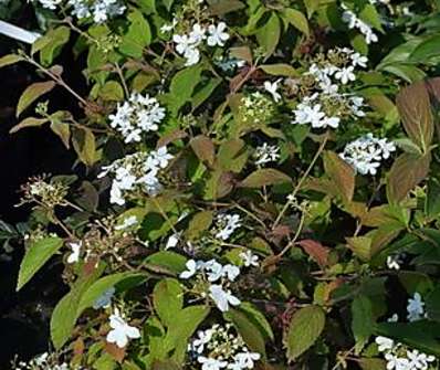 kalina - Viburnum plicatum 'Watanabe'