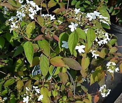 kalina - Viburnum plicatum 'Watanabe'