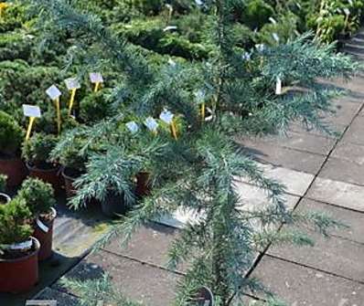 cedr - Cedrus deodara 'Bushes Electra'