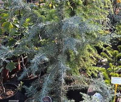 cedr - Cedrus deodara 'Bushes Electra'