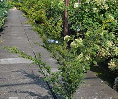 tis - Taxus baccata 'Golden Carol'