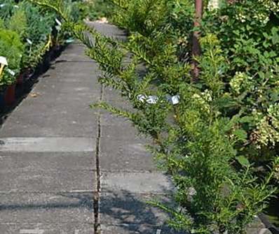 tis - Taxus baccata 'Golden Carol'