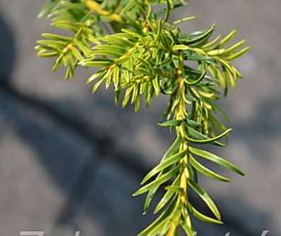 tis - Taxus baccata 'Golden Carol'