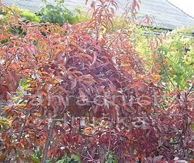slivoň - Prunus cerasifera 'Heseii'