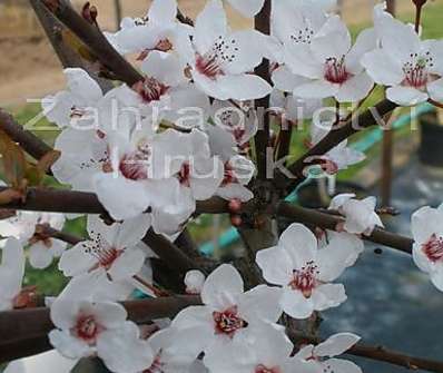 slivoň - Prunus cerasifera 'Heseii'