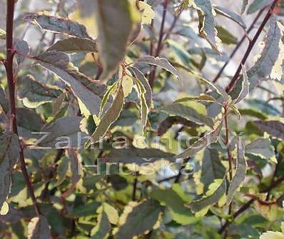 slivoň - Prunus cerasifera 'Heseii'