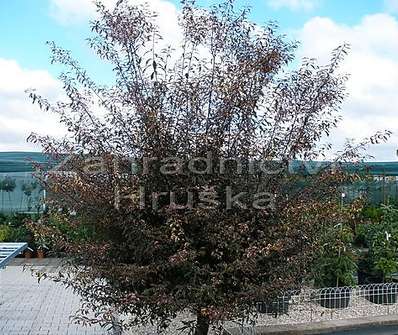 slivoň - Prunus cerasifera 'Heseii'