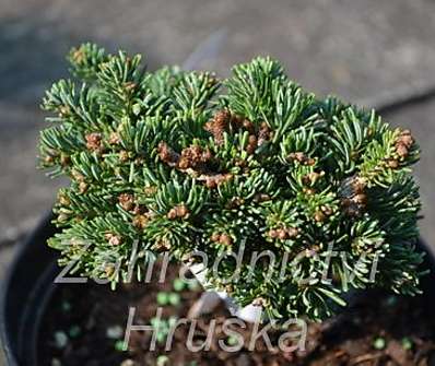 jedle - Abies lasiocarpa 'Logan Pass'
