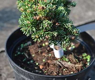 jedle - Abies lasiocarpa 'Logan Pass'