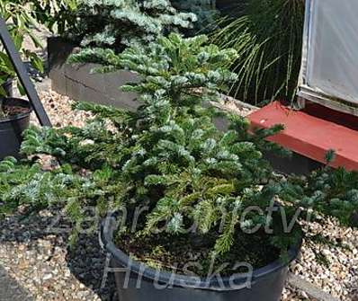 jedle - Abies nordmanniana 'Robusta'