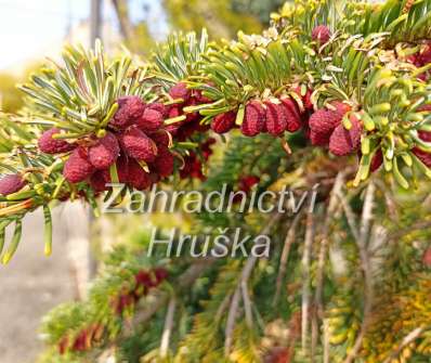 jedle - Abies nordmanniana 'Robusta'