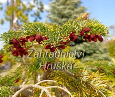 jedle - Abies nordmanniana 'Robusta'