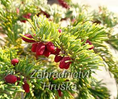 jedle - Abies nordmanniana 'Robusta'