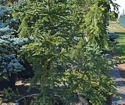 jedle - Abies pinsapo