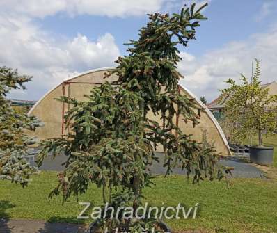 jedle - Abies pinsapo