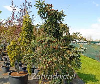 jedle - Abies pinsapo