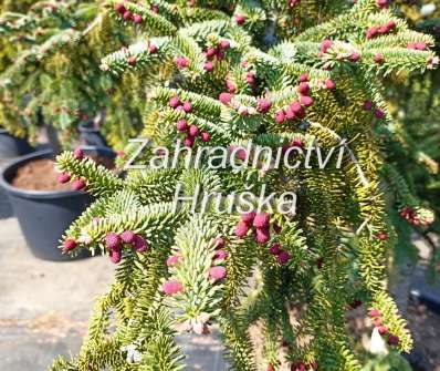 jedle - Abies pinsapo