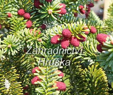 jedle - Abies pinsapo