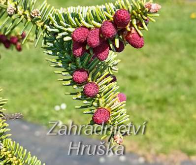 jedle - Abies pinsapo