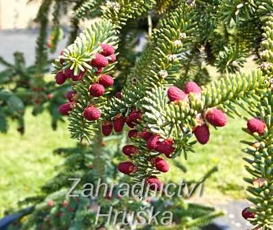 jedle - Abies pinsapo