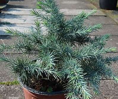 cedr - Cedrus deodara 'Mister Blue'