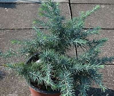 cedr - Cedrus deodara 'Mister Blue'