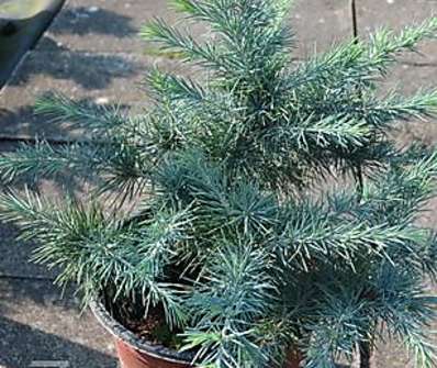 cedr - Cedrus deodara 'Mister Blue'
