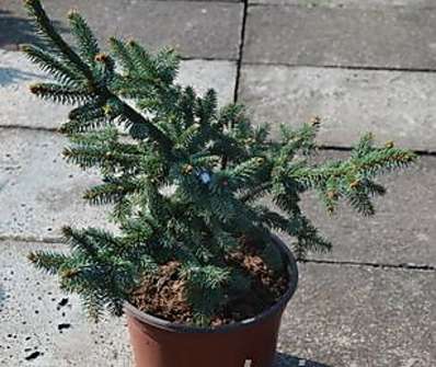 smrk - Picea abies 'Hotel'