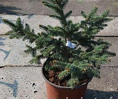 smrk - Picea abies 'Hotel'
