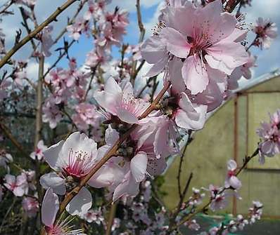 broskvoň - Prunus persica 'April Glow'