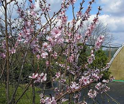 broskvoň - Prunus persica 'April Glow'