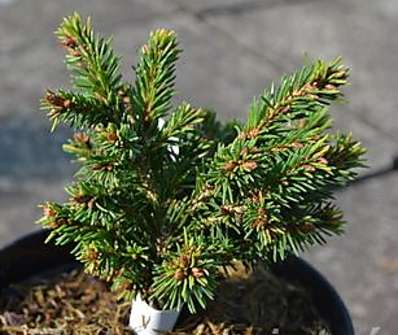 smrk - Picea abies 'Maturant'