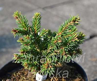 smrk - Picea abies 'Maturant'