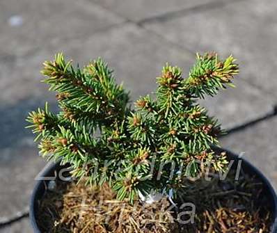 smrk - Picea abies 'Maturant'