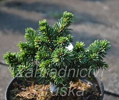 smrk - Picea abies 'Přehrada'