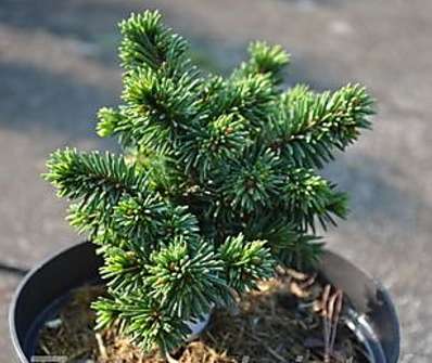 smrk - Picea abies 'Přehrada'