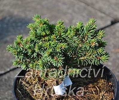 smrk - Picea abies 'Svah'