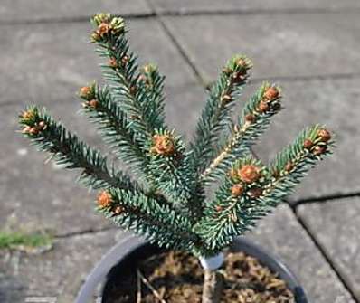 smrk - Picea abies 'Údolíčko'