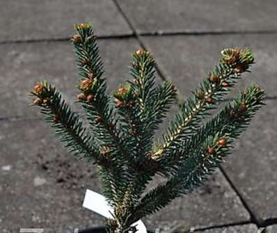 smrk - Picea abies 'Údolíčko'