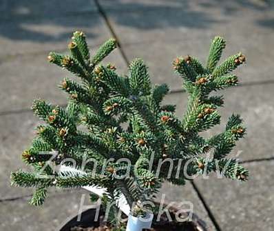 smrk - Picea abies 'Údolíčko'.