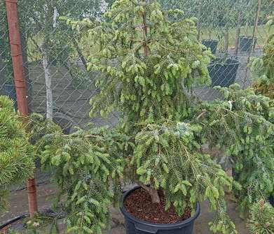 smrk - Picea omorika 'Silber Blau'