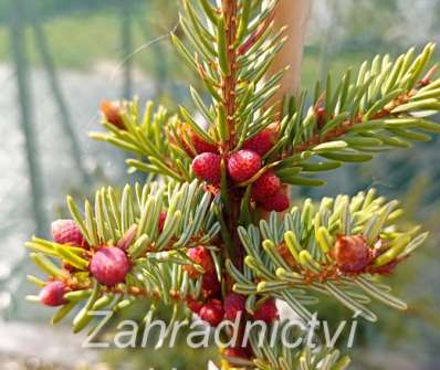 smrk - Picea omorika 'Silber Blau'