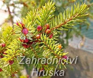 smrk - Picea omorika 'Silber Blau'