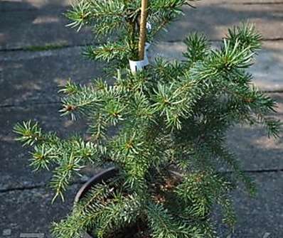 smrk - Picea omorika 'Zuckerhut'