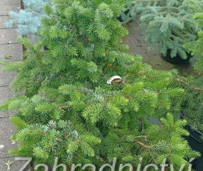 smrk - Picea omorika 'Zuckerhut'