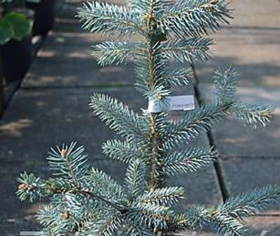 smrk - Picea pungens 'Fat Albert'