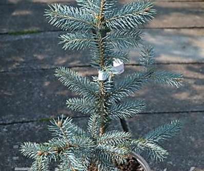 smrk - Picea pungens 'Fat Albert'